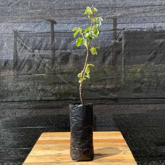 Imagem Muda do Caqui Fuyu