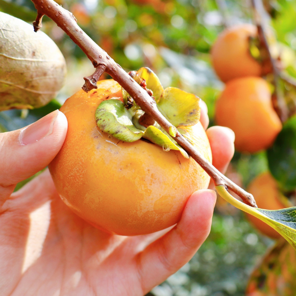 Imagem Fruto do Caqui Fuyu