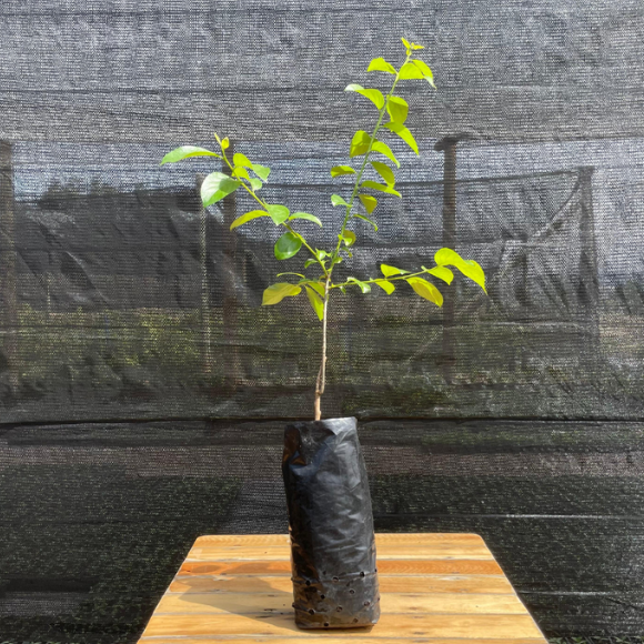 Imagem Muda do Caqui Kioto