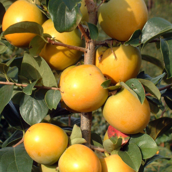 Imagem Muda de Alta Qualidade