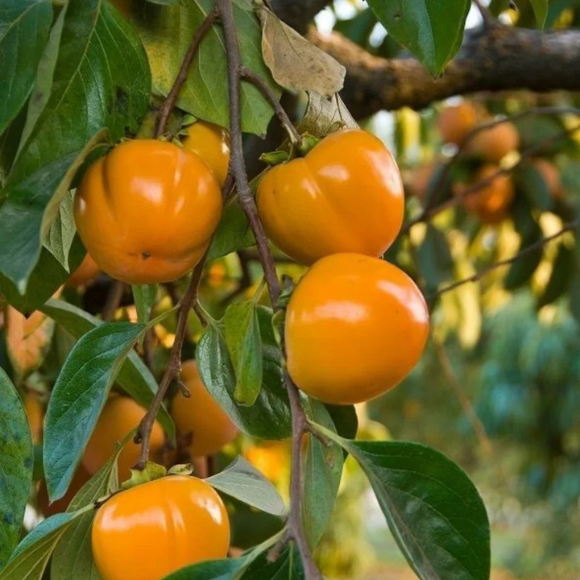 Imagem Fruto do Caqui Kioto