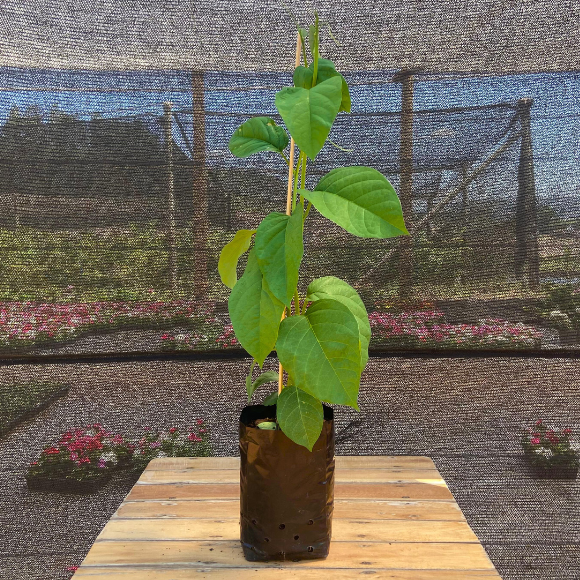 Imagem Muda da Maracuj&aacute; Doce