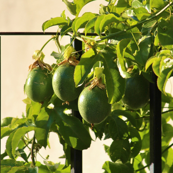 Imagem Fruto da Maracuj&aacute; Doce