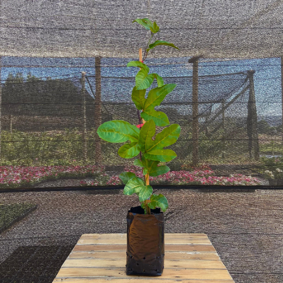 Imagem Muda da Maracuj&aacute; Azedo