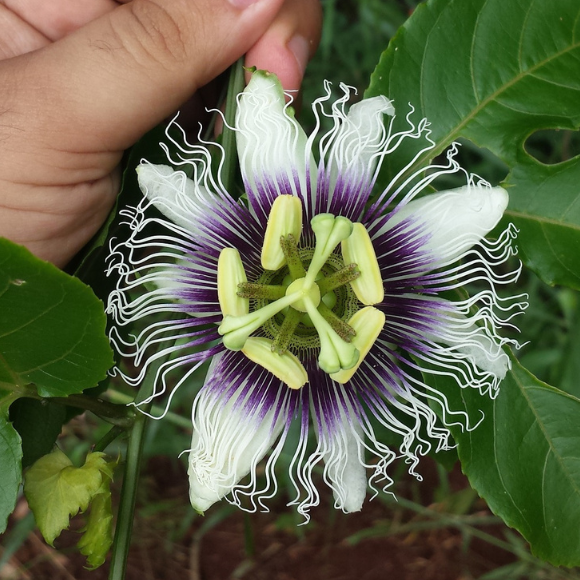 Imagem Fruto da Maracuj&aacute; Azedo