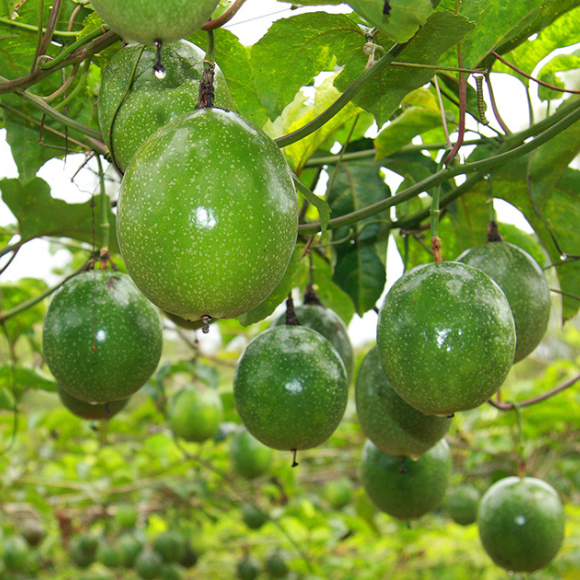 Imagem Muda de Alta Qualidade