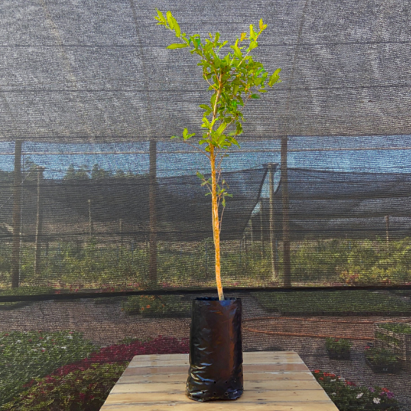 Imagem Muda da Rom&atilde;