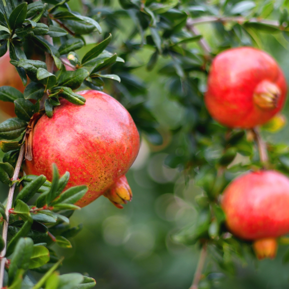 Imagem Muda de Alta Qualidade