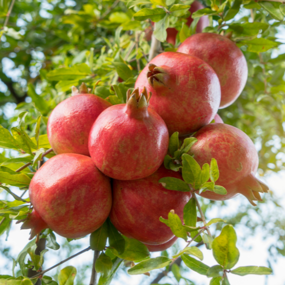 Imagem Fruto da Rom&atilde;