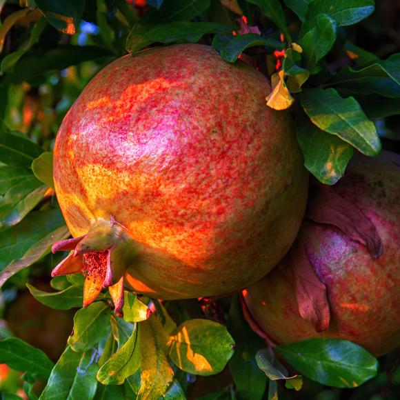 Imagem Fruto da Rom&atilde;