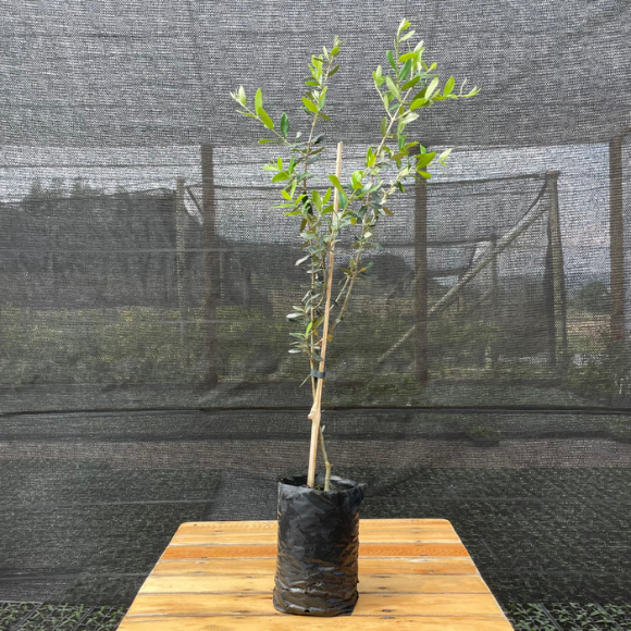 Imagem Muda da Oliveira