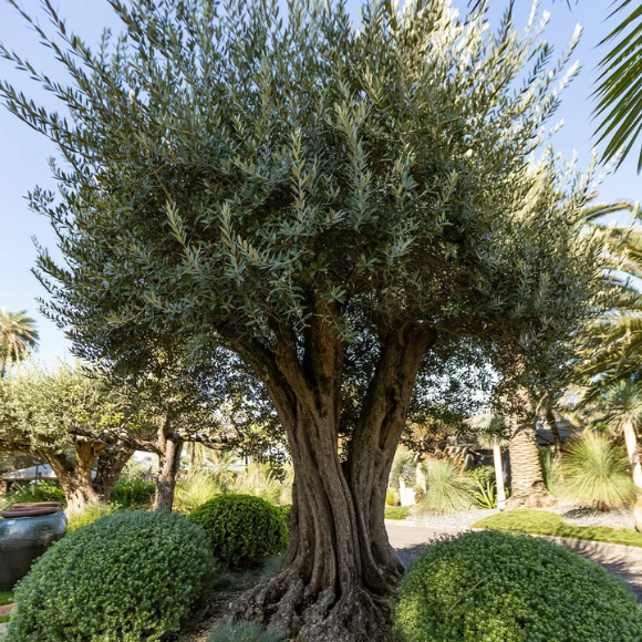 Imagem Fruto da Oliveira