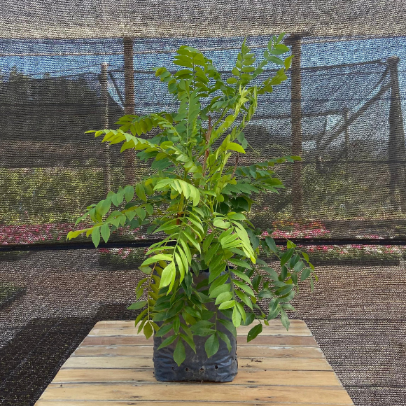 Imagem Muda da Seriguela