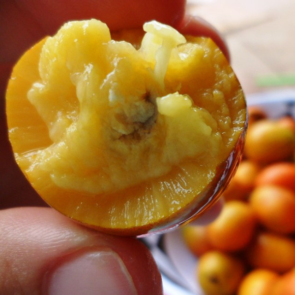 Imagem Fruto da Seriguela