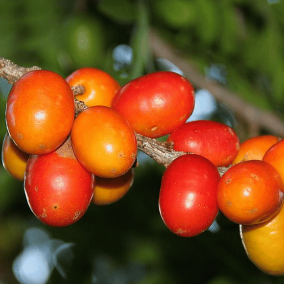 Imagem Muda de Alta Qualidade