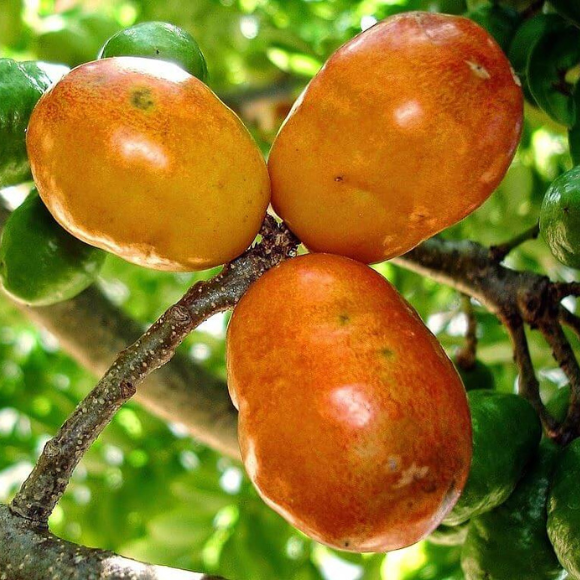 Imagem Fruto da Seriguela