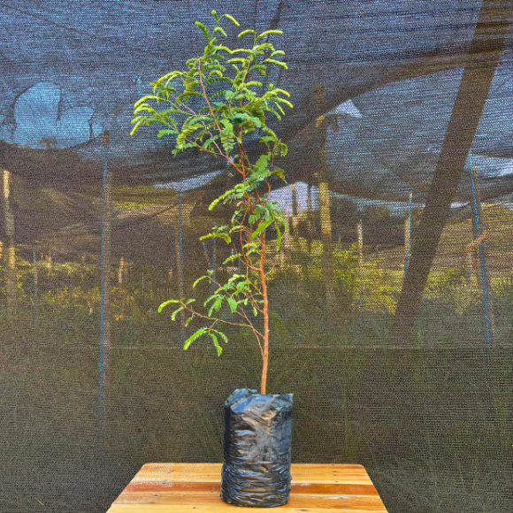 Imagem Muda do Tamarindo