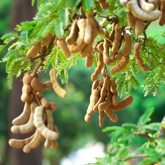 Imagem Muda de Alta Qualidade