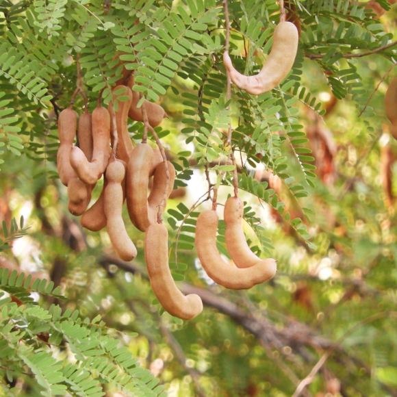Imagem Fruto do Tamarindo