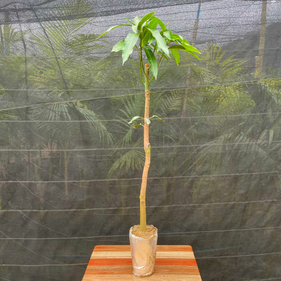 Imagem Muda da Manga Palmer