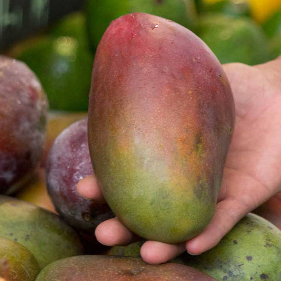 Imagem Fruto da Manga Palmer