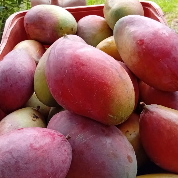 Imagem Fruto da Manga Palmer