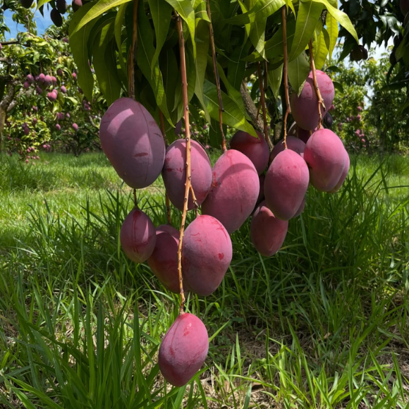 Imagem Muda de Alta Qualidade