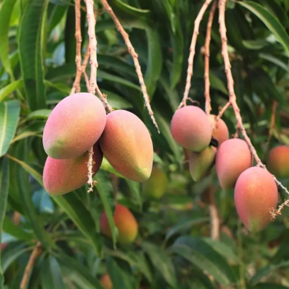 Imagem Fruto da Manga Palmer