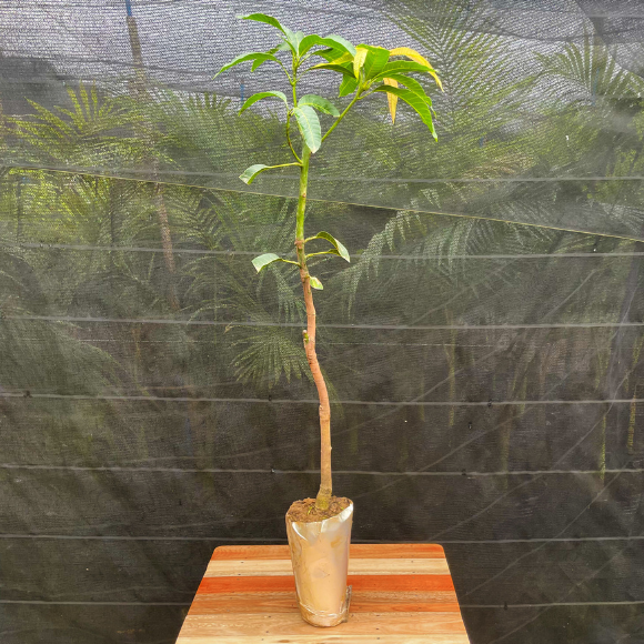 Imagem Muda da Manga Rosa