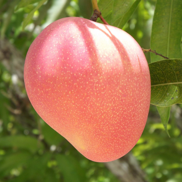 Imagem Fruto da Manga Rosa