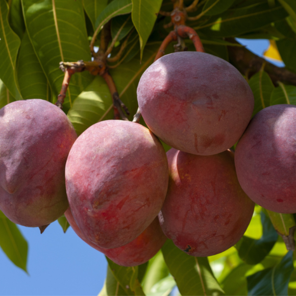 Imagem Muda de Alta Qualidade