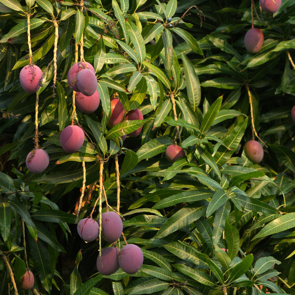 Imagem Fruto da Manga Rosa