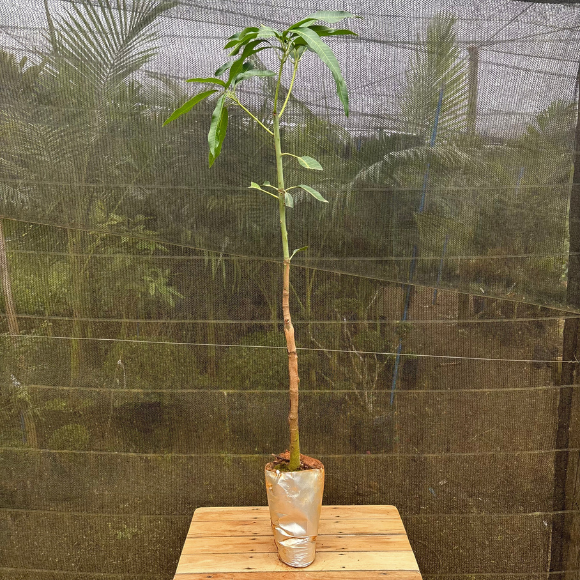 Imagem Muda da Manga Espada