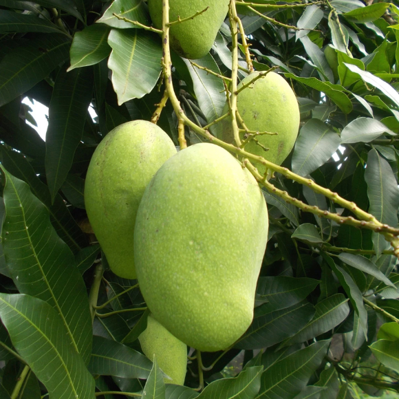 Imagem Fruto da Manga Espada