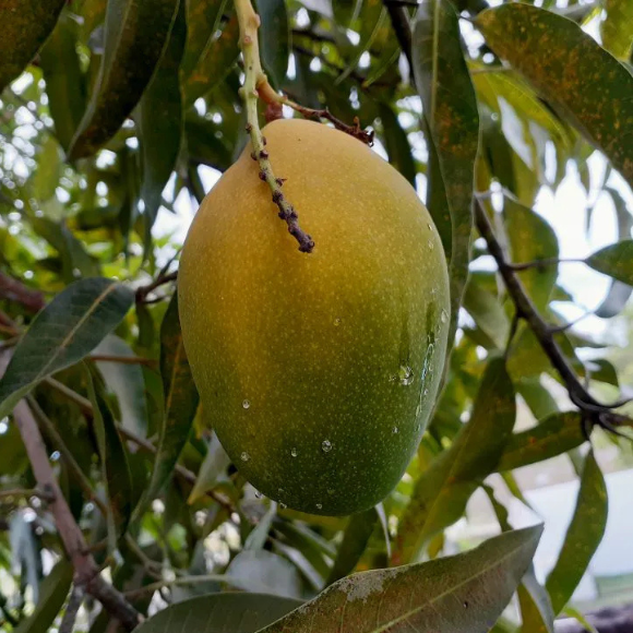 Imagem Muda de Alta Qualidade