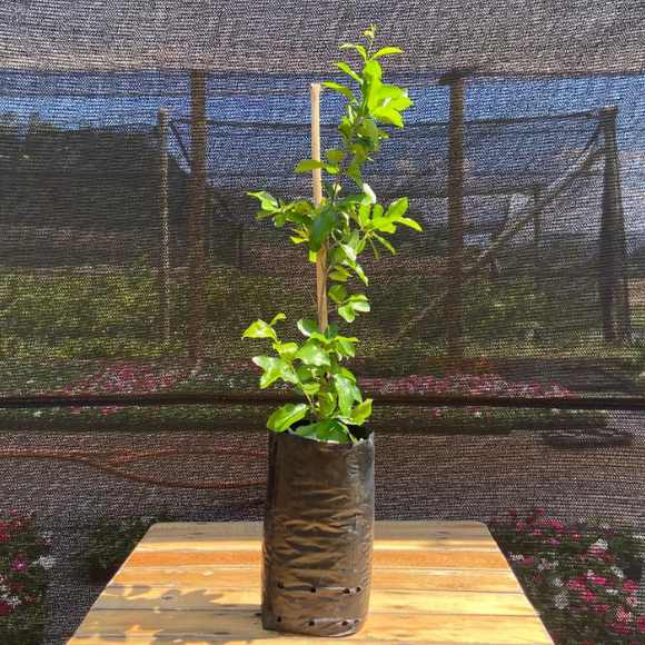 Imagem Muda da Acerola Cabocla