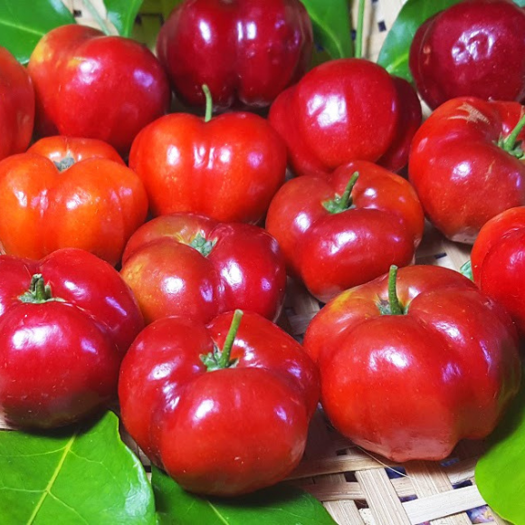 Imagem Fruto da Acerola Cabocla