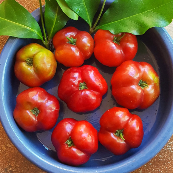 Imagem Fruto da Acerola Cabocla
