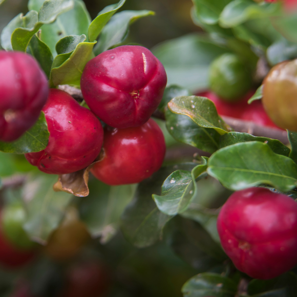 Imagem Muda de Alta Qualidade