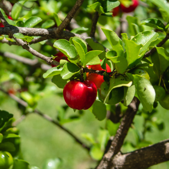 Imagem Fruto da Acerola Cabocla