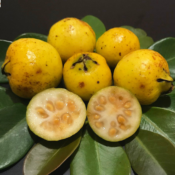 Imagem Fruto do Ara&ccedil;&aacute; Amarelo