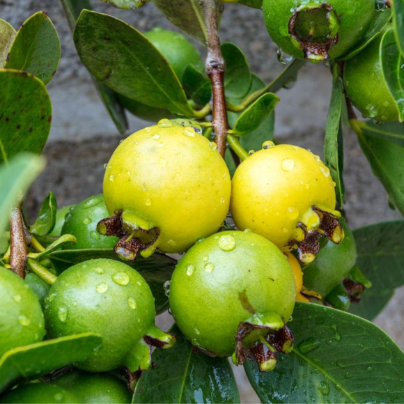 Imagem Fruto do Ara&ccedil;&aacute; Amarelo