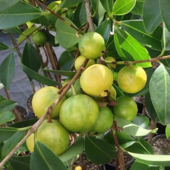 Imagem Fruto do Ara&ccedil;&aacute; Amarelo