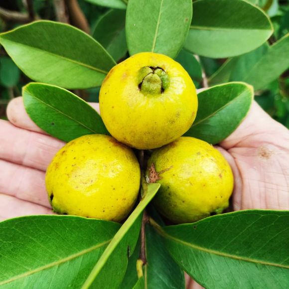 Imagem Fruto do Ara&ccedil;&aacute; Amarelo