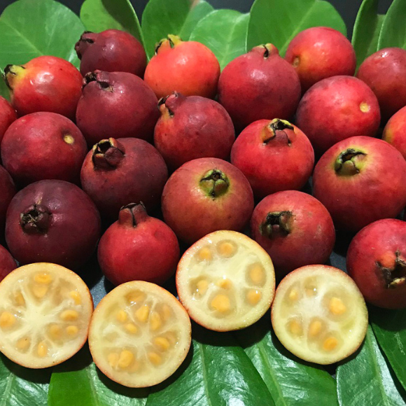 Imagem Fruto do Ara&ccedil;&aacute; Vermelho