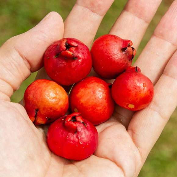 Imagem Fruto do Ara&ccedil;&aacute; Vermelho