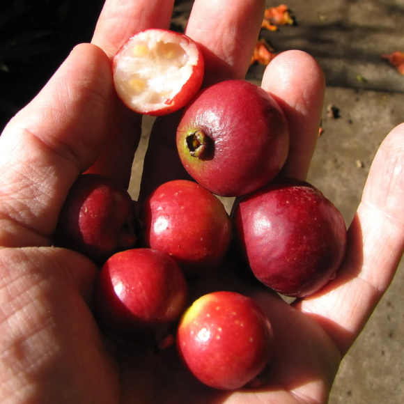 Imagem Fruto do Ara&ccedil;&aacute; Vermelho