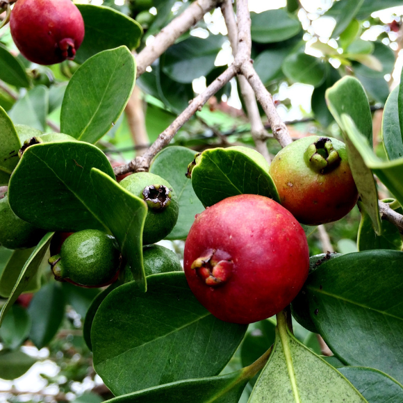 Imagem Fruto do Ara&ccedil;&aacute; Vermelho