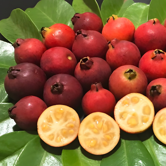 Imagem Fruto do Ara&ccedil;&aacute; do Mato Sete Capotes