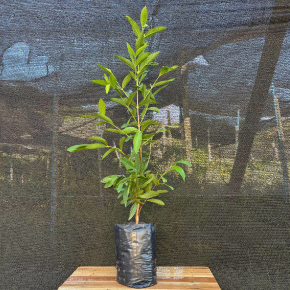 Imagem Muda do Ara&ccedil;&aacute; do Mato Sete Capotes